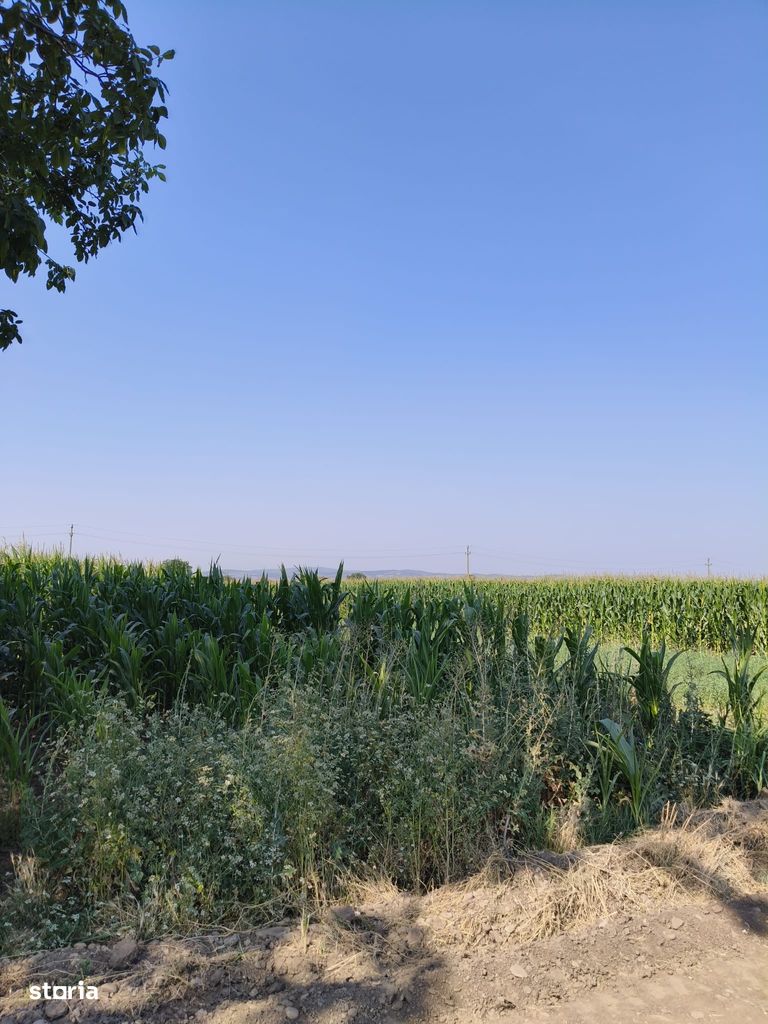 Teren de vânzare în Potoceni, Buzău – 900 mp - TEREN de vânzare în Potoceni. Buzau, Potoceni - Imagine 1 din 4
